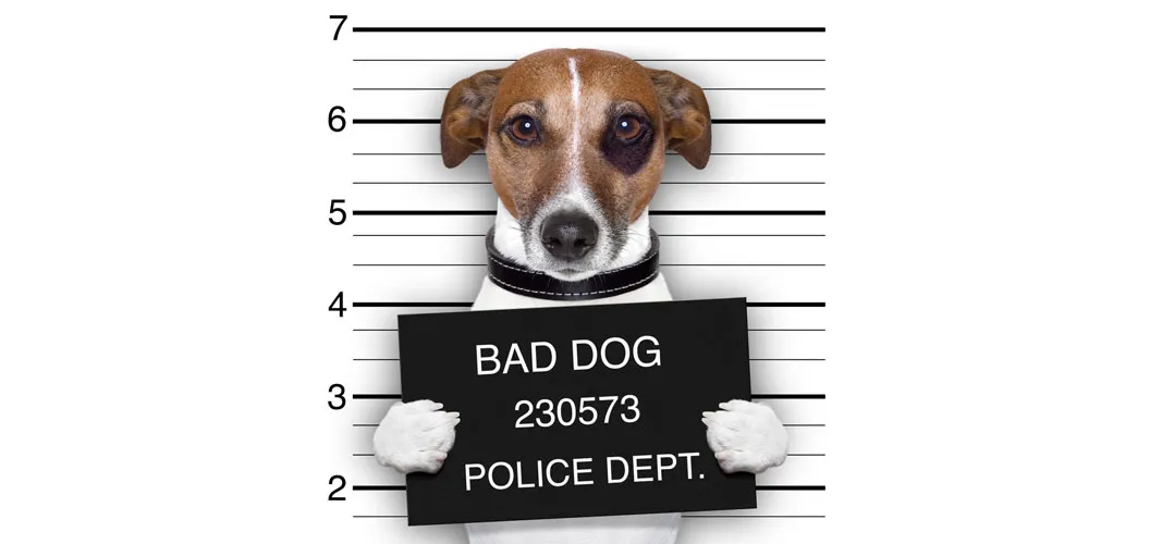 A cheeky dog holding a sign that says bad dog