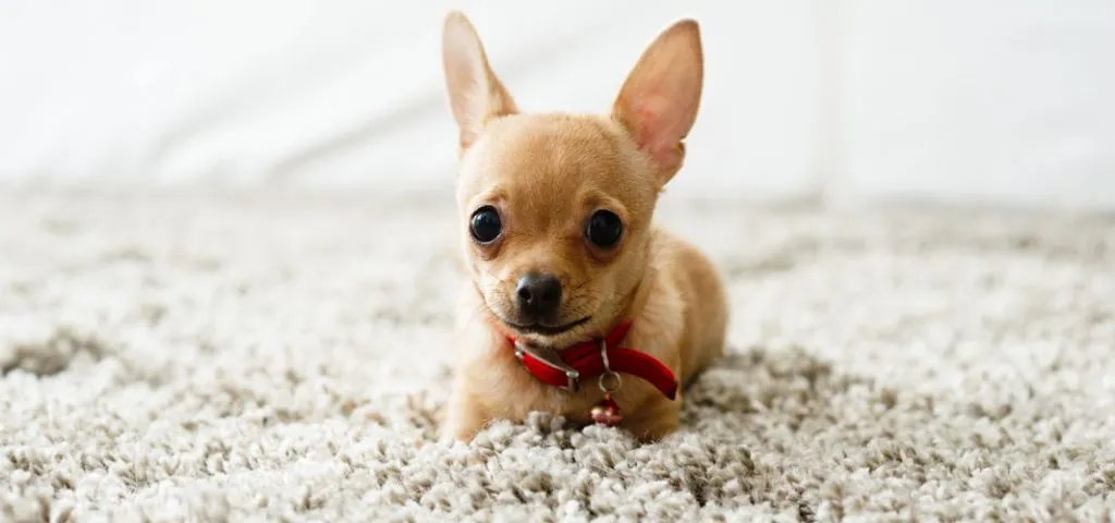 A small tan dog lies on a soft shaggy rug