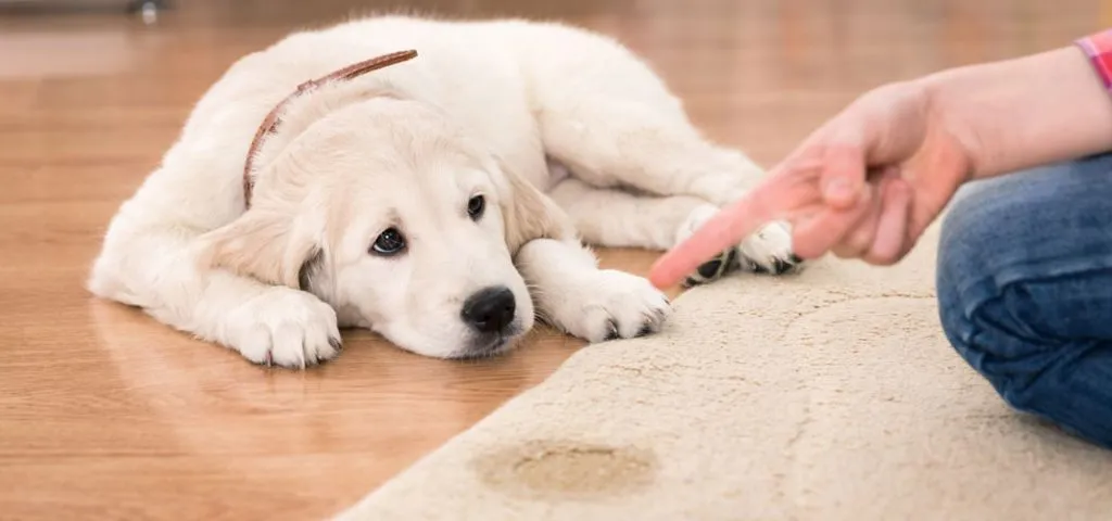 A puppy lies next to a stain on a light rug while a hand points at the spot