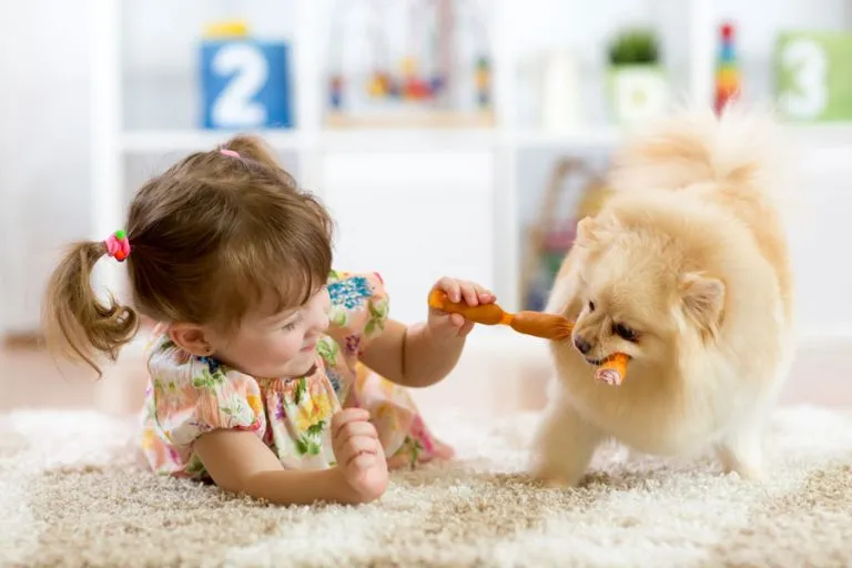 A little girl plays with a fluffy dog on a clean rug