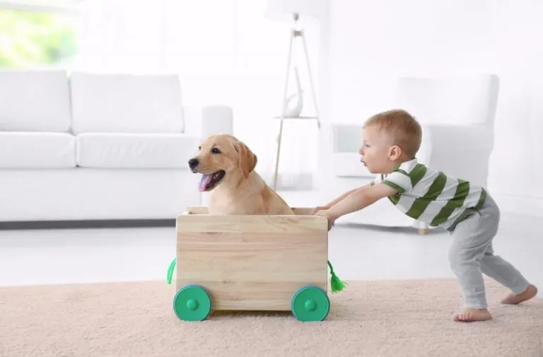 A toddler pushes a puppy in a wooden cart across a soft wool rug